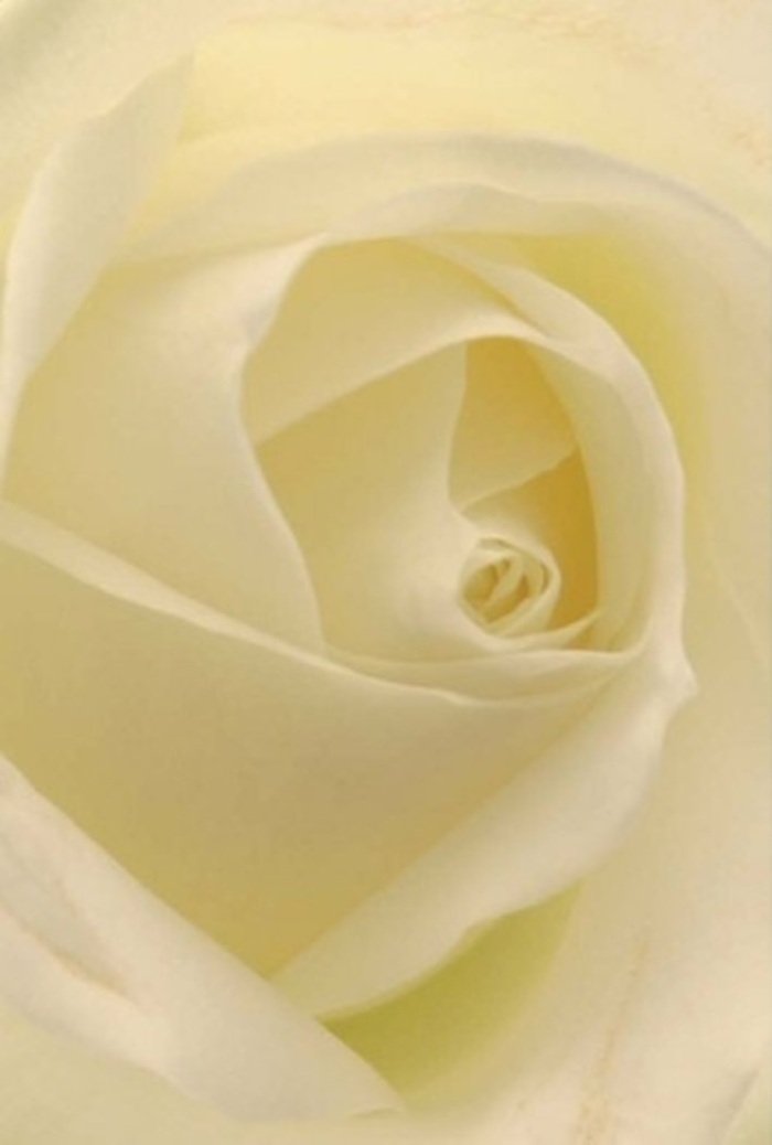 From just inches away, the classic white rose in focus reveals an orchestration of serene hues-each petal reflecting soft light, from creamy whites to the faintest hints of warmth at its core. The layering feels deliberate and sophisticated, reminiscent of the multicultural blending found at Seven Sisters Market. The rose's spiral heart is near-perfect, radiating a sense of purity and quiet strength that makes it the ideal gesture for any heartfelt moment-be it an elegant wedding in Stamford Hill, a tender apology, or the centrepiece at a christening nearby. Muted shadows unfold between petals, adding rich depth and subtle drama, like the stories that drift through the alleys of South Tottenham. To a florist shaping blooms in Seven Sisters, this rose is a silent expression of hope and resilience-carrying a clean, gentle fragrance that soothes and uplifts, just as a freshly arranged bouquet can elevate any home from Turnpike Lane to Harringay. It is a testament to expert floral design, reflecting both nature's beauty and the local artistry synonymous with Seven Sisters Florist.